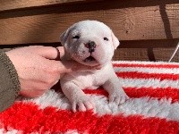 Du Clan Vincenzo - Staffordshire Bull Terrier - Portée née le 12/01/2020