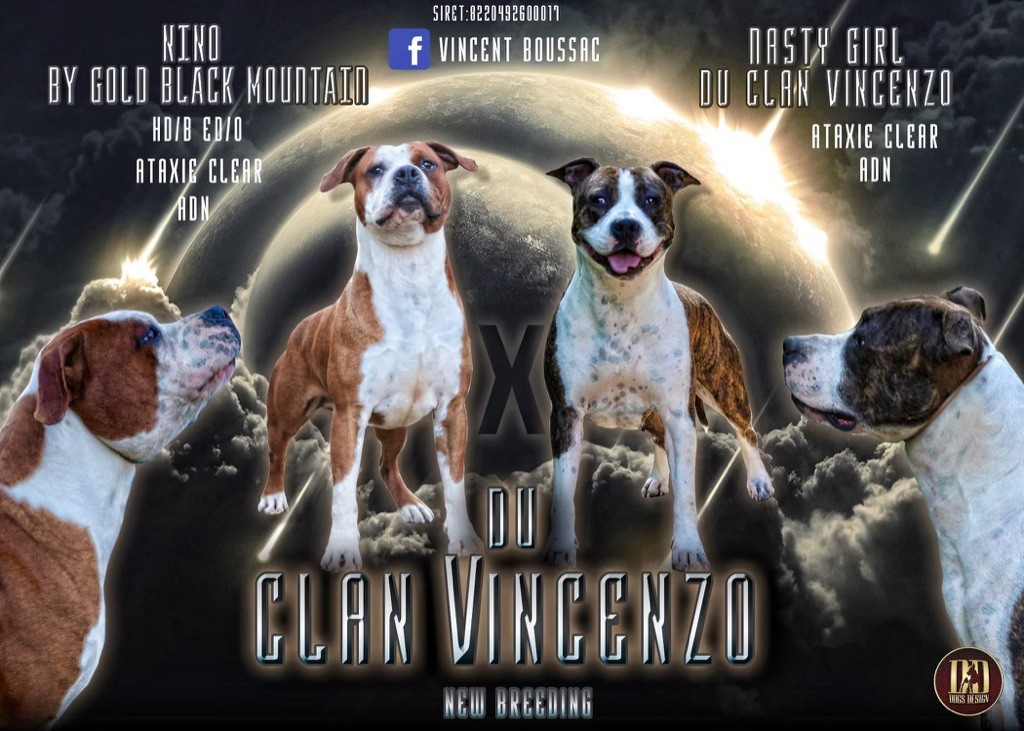 Du Clan Vincenzo - American Staffordshire Terrier - Portée née le 01/10/2019