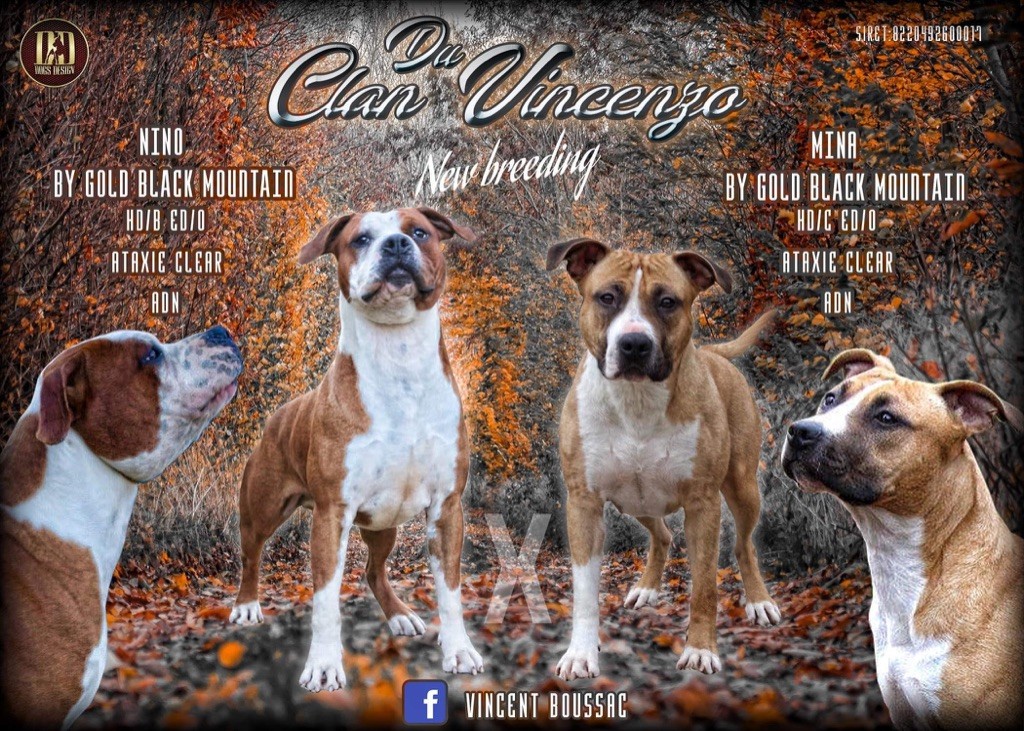 Du Clan Vincenzo - American Staffordshire Terrier - Portée née le 03/11/2019