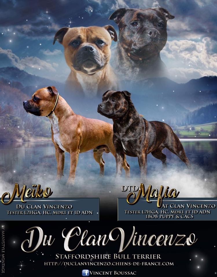 chiot Staffordshire Bull Terrier Du Clan Vincenzo