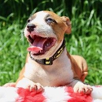 Du Clan Vincenzo - American Staffordshire Terrier - Portée née le 29/03/2018