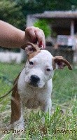 Du Clan Vincenzo - American Staffordshire Terrier - Portée née le 27/04/2017