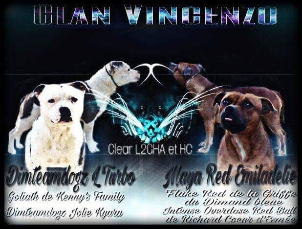 Du Clan Vincenzo - Staffordshire Bull Terrier - Portée née le 15/04/2017