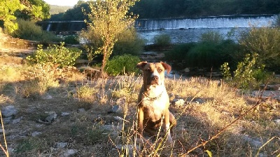 Du Clan Vincenzo