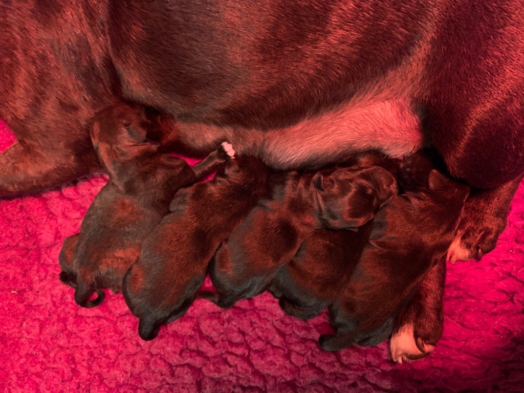 Du Clan Vincenzo - Staffordshire Bull Terrier - Portée née le 16/10/2019