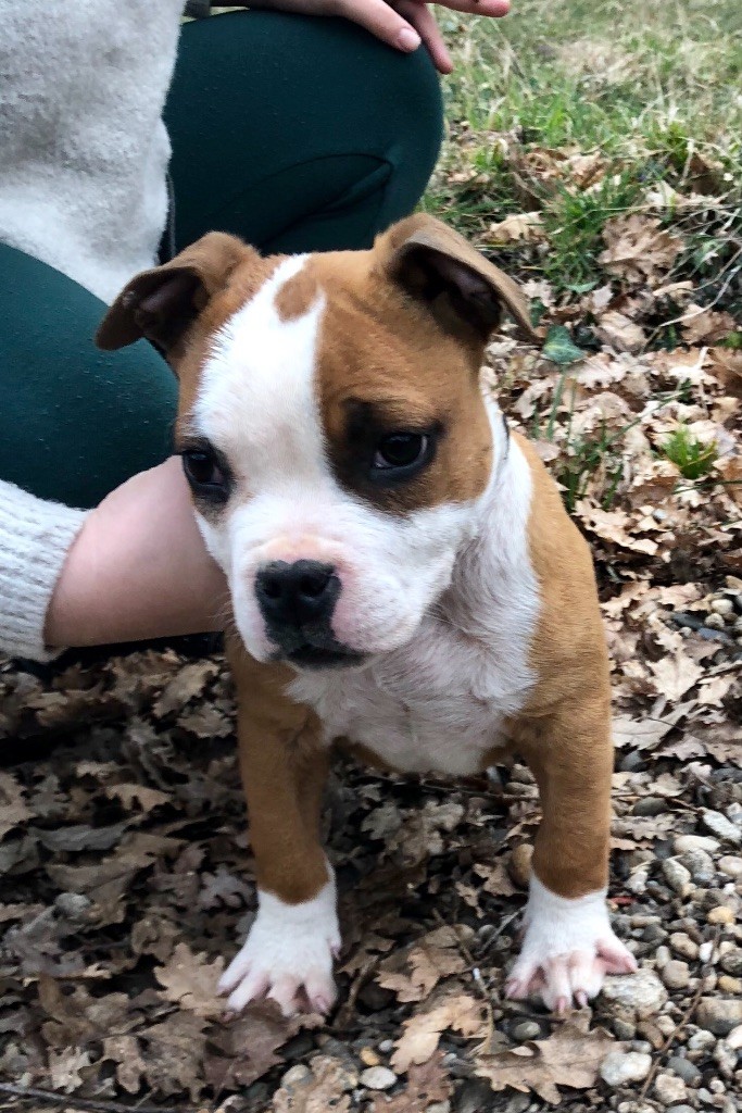 Du Clan Vincenzo - American Staffordshire Terrier - Portée née le 20/11/2018