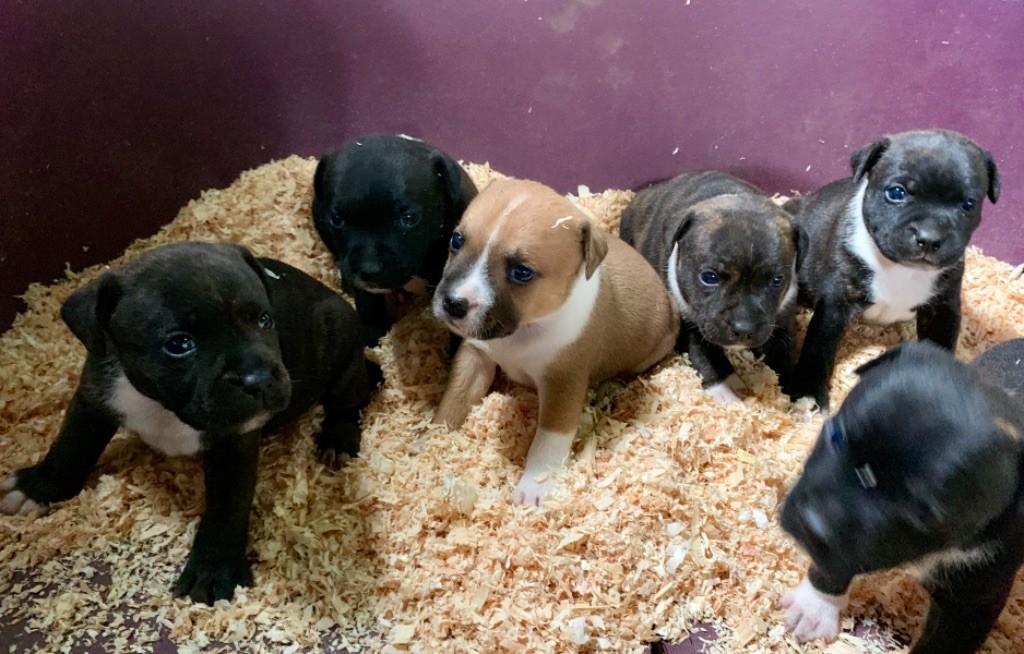 Du Clan Vincenzo - Staffordshire Bull Terrier - Portée née le 22/07/2019