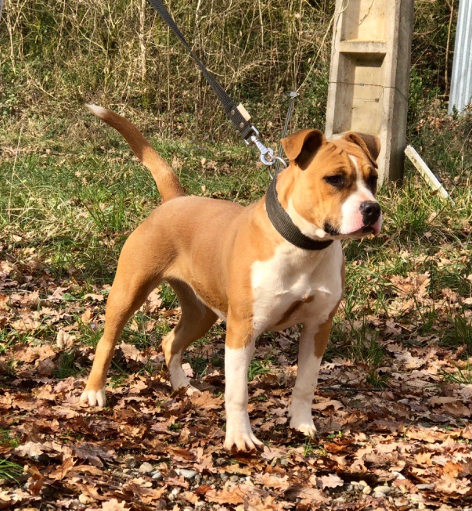 Du Clan Vincenzo - American Staffordshire Terrier - Portée née le 08/07/2018