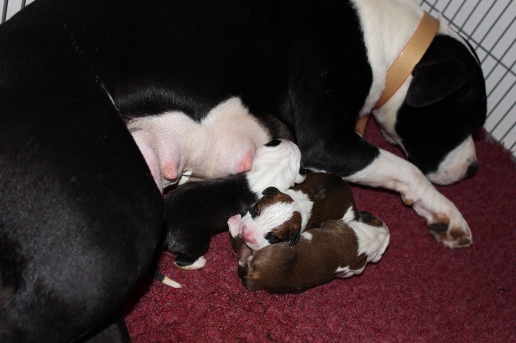 Du Clan Vincenzo - American Staffordshire Terrier - Portée née le 11/05/2018