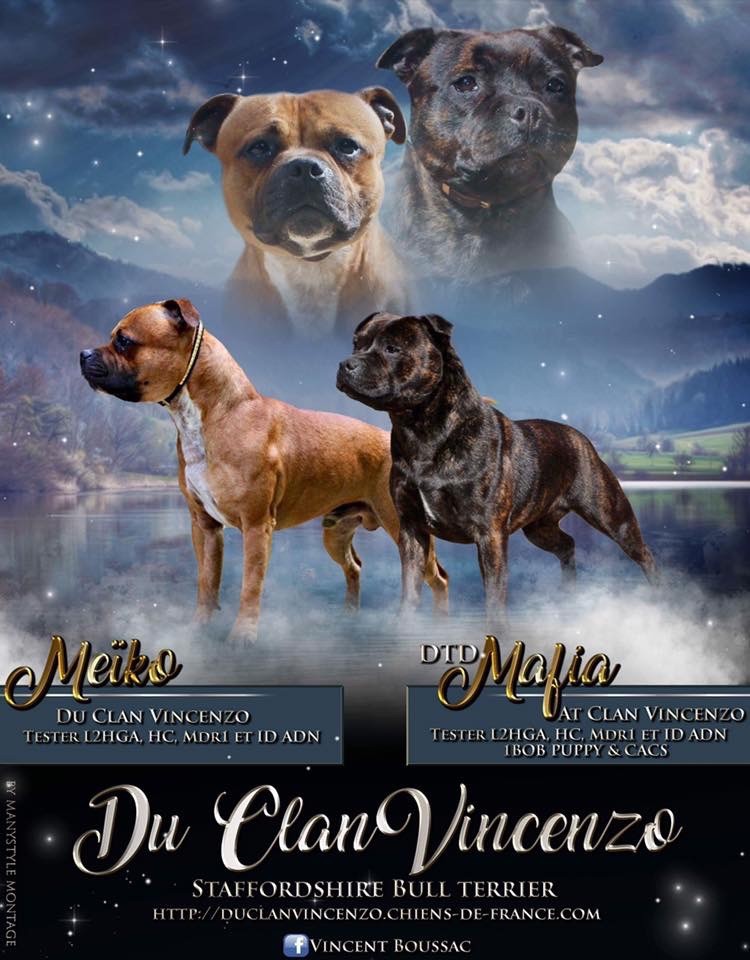 Du Clan Vincenzo - Staffordshire Bull Terrier - Portée née le 01/07/2018