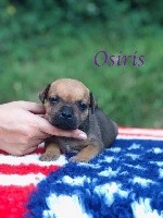 Osiris