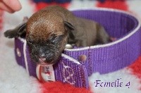 Femelle 4