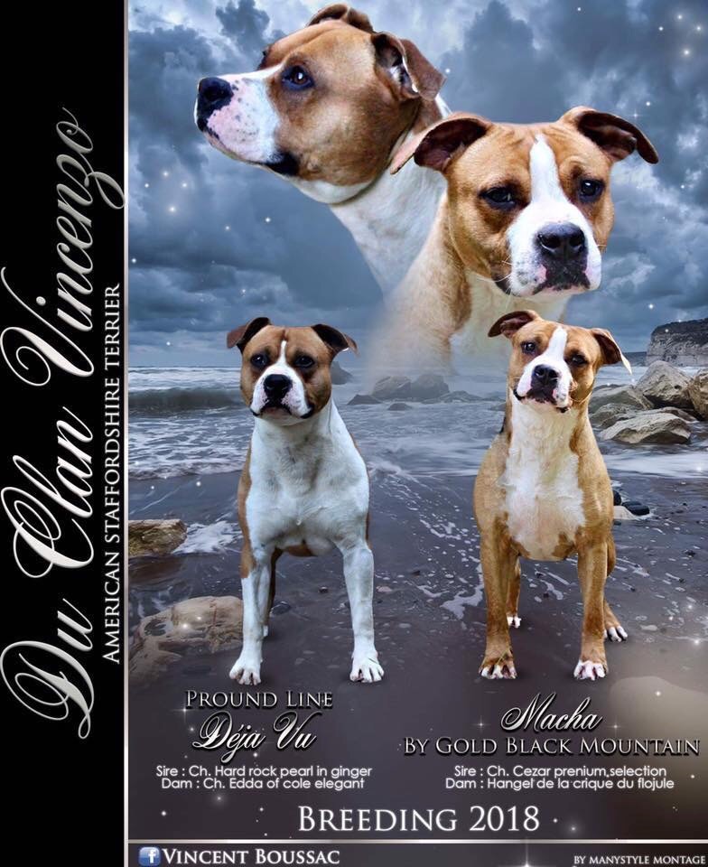 Du Clan Vincenzo - American Staffordshire Terrier - Portée née le 04/06/2018