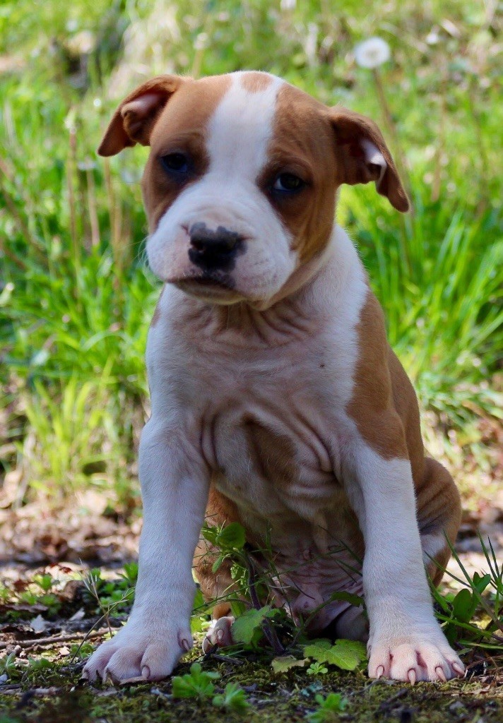 Du Clan Vincenzo - American Staffordshire Terrier - Portée née le 21/02/2019