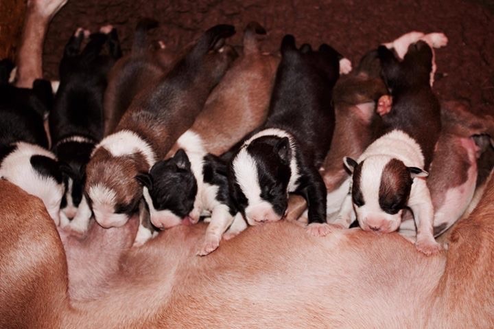 Du Clan Vincenzo - American Staffordshire Terrier - Portée née le 24/03/2018