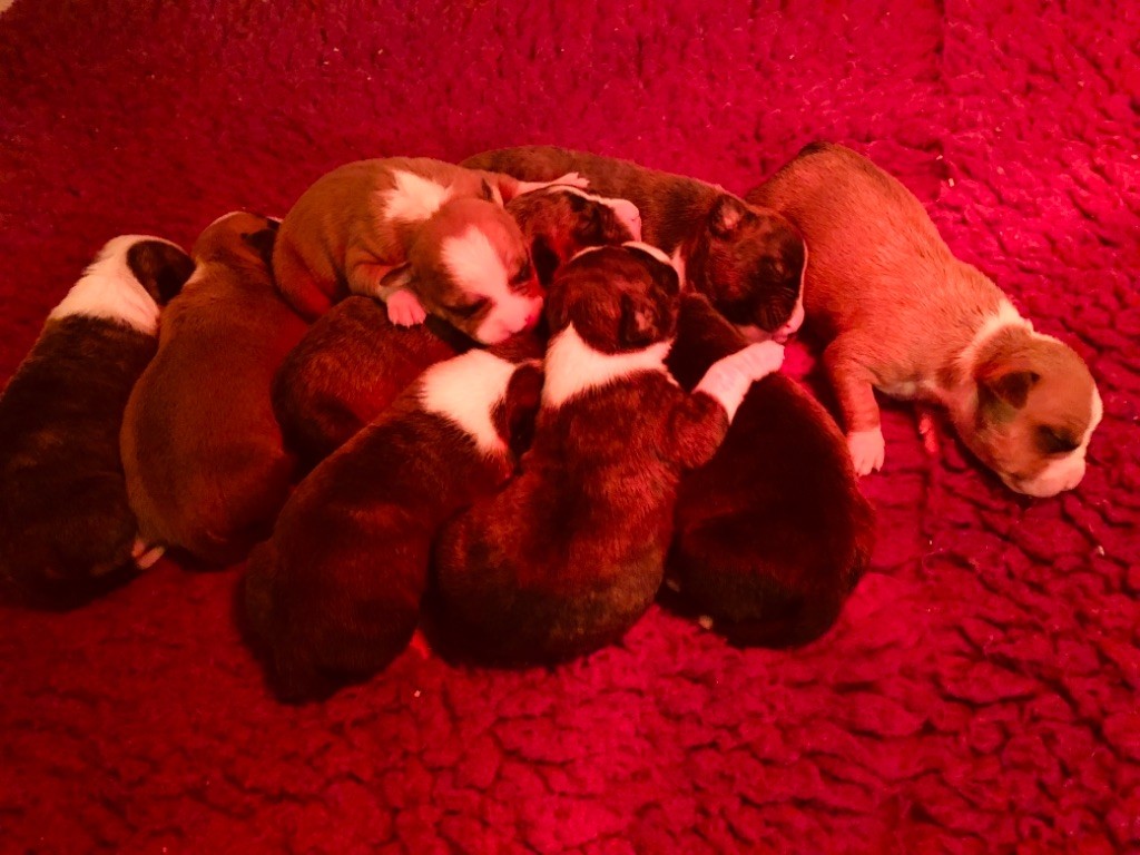 Du Clan Vincenzo - American Staffordshire Terrier - Portée née le 03/12/2018