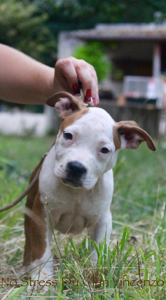 Du Clan Vincenzo - American Staffordshire Terrier - Portée née le 27/04/2017